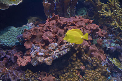 Small yellow fish in the ocean,lonely, shiny, rocks, algae