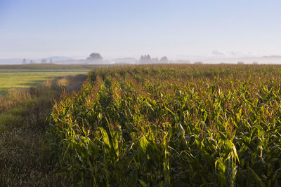 Scenic view of agricultural field against sky