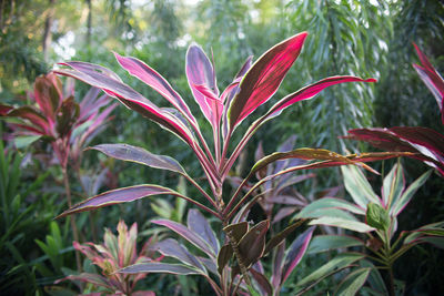 Close-up of plants
