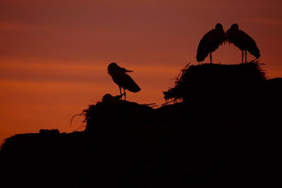 Silhouette bird on rock