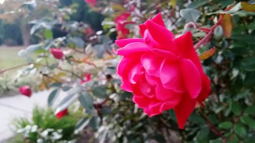 Close-up of pink rose blooming outdoors