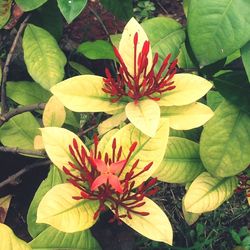 Close-up of flowers