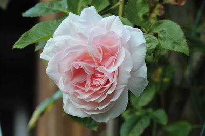 Close-up of pink rose