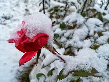 Close-up of snow on plant during winter