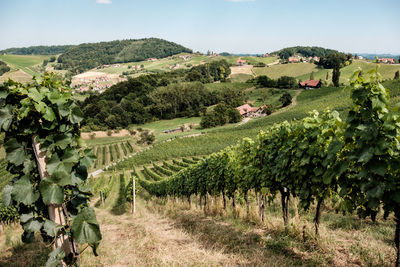 Scenic view of vineyard against clear sky