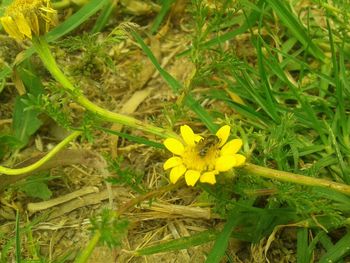 Yellow flowers blooming on field