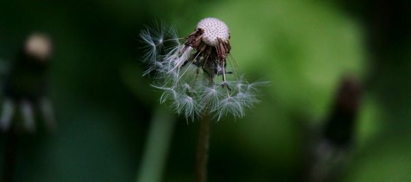 Close-up of dandelion flower