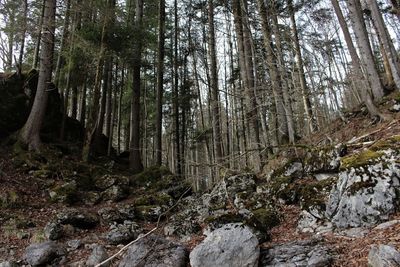 Trees in forest