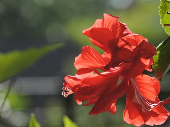 Close-up of red hibiscus flower