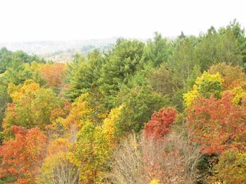 Scenic view of trees