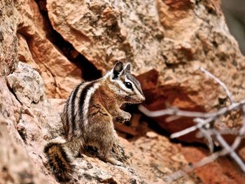 Close-up of squirrel sitting on rock