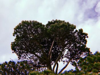 Low angle view of flowering plant against sky