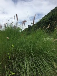 Close-up of grass on field against sky