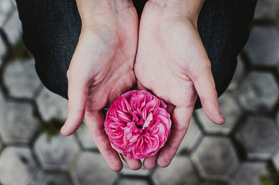 Close-up of hand holding pink rose flower