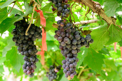 Close-up of berries growing on tree