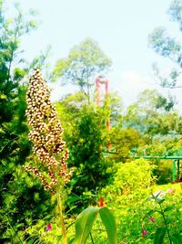 Close-up of plants against trees