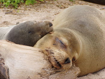 Close-up of an animal sleeping