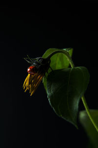 Close-up of insect on flower over black background