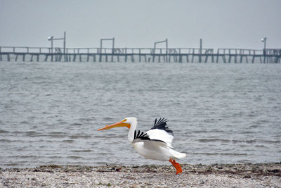 Seagull perching on beach against sky