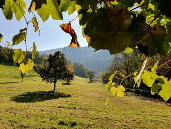 Trees on field during autumn