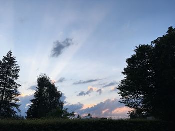 Low angle view of trees against sky