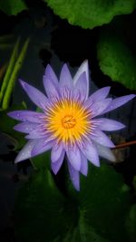 Close-up of water lily blooming outdoors