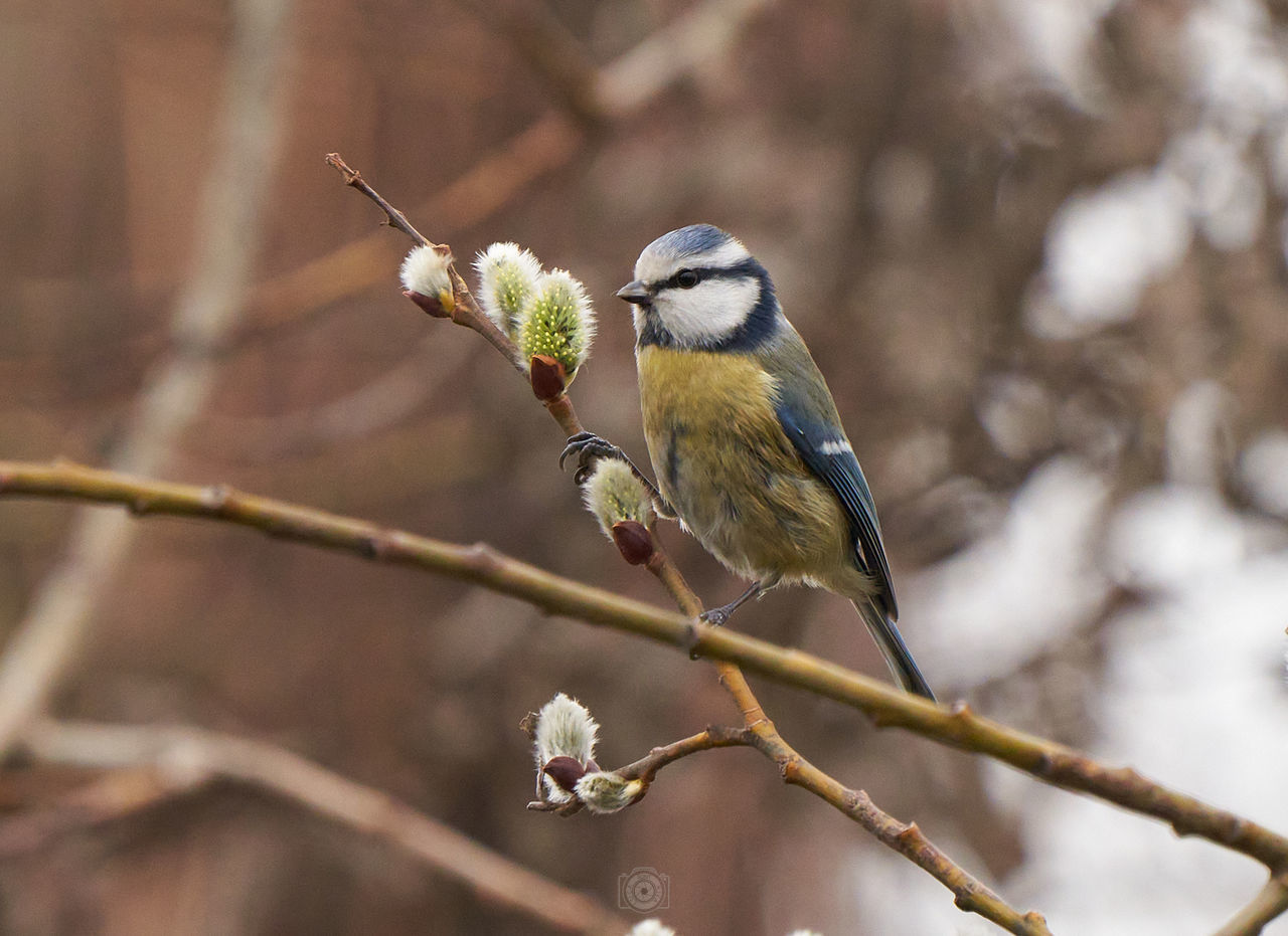 animal, animal themes, animal wildlife, bird, wildlife, nature, tree, branch, one animal, plant, perching, beak, beauty in nature, no people, close-up, outdoors, fruit, flower, focus on foreground, food, eating, full length, environment