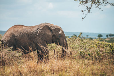 View of elephant on field against sky