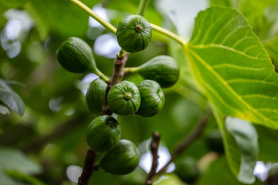 Close-up of plant