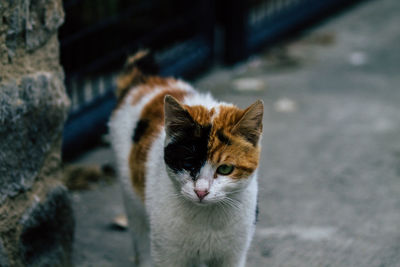 Close-up portrait of cat looking at camera