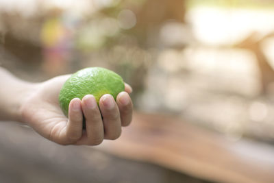 Close-up of hand holding leaf