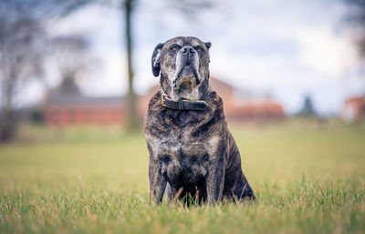 Dog looking away while sitting on grass against sky