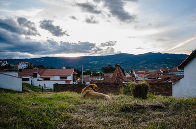 Sheep by house on mountain against sky