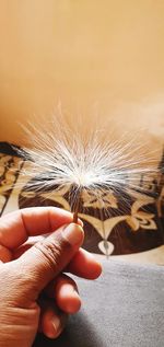 Close-up of hand holding dandelion