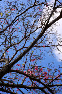 Low angle view of tree against clear sky