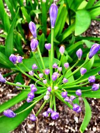 Close-up of purple crocus blooming on field