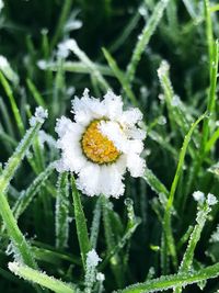 Close-up of white flower blooming in snow
