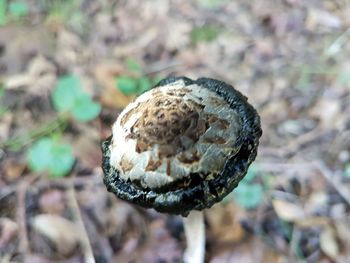 Close-up of a mushroom