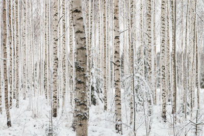 Full frame shot of tree trunks in winter