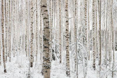 Full frame shot of wood