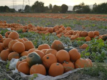 Pumpkins on field