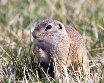 Close-up of rabbit on field