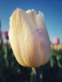 Close-up of white tulip