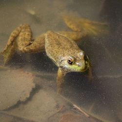 Close-up of frog in water