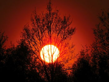 Low angle view of silhouette trees against orange sky