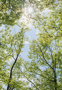 Low angle view of trees against sky