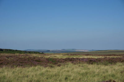 Scenic view of field against clear blue sky