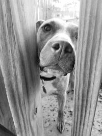 Close-up portrait of dog