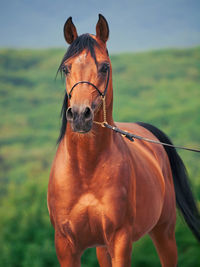 Portrait of horse standing against mountain