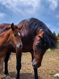 Horse standing in a field